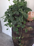 Silver Satin Pothos Cutting – 3 Nodes, Unrooted Scindapsus Pictus Houseplant for Propagation, Trailing Indoor Plant