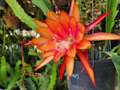 Epiphyllum Flaming Passion Cuttings – Unrooted Orchid Cactus Propagation Live Plant, 8-10 Inches
