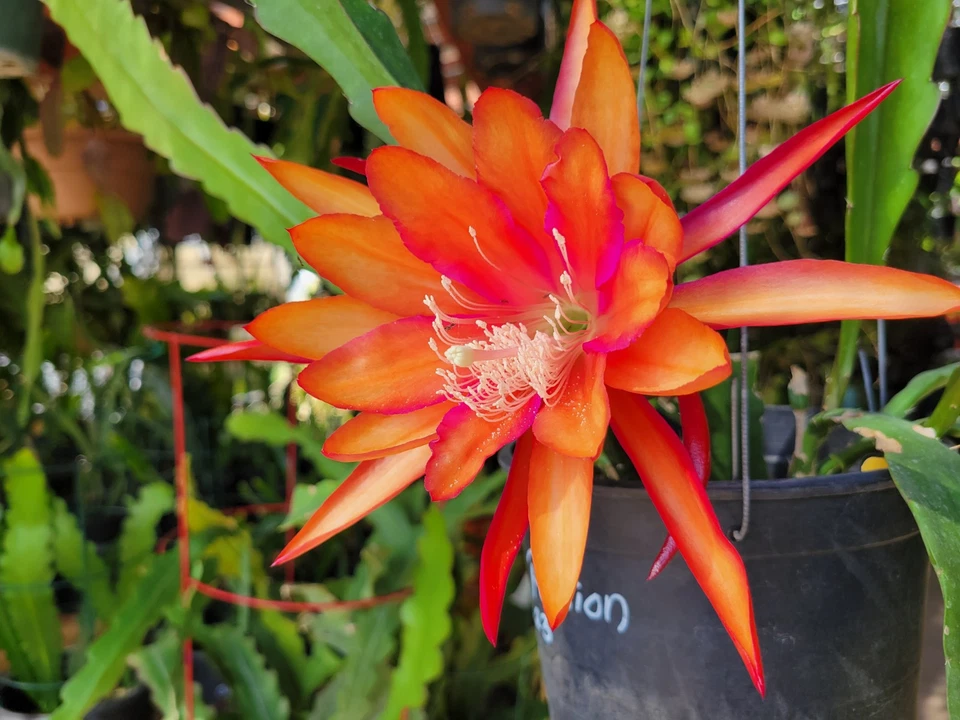 Epiphyllum Flaming Passion Cuttings – Unrooted Orchid Cactus Propagation Live Plant, 8-10 Inches
