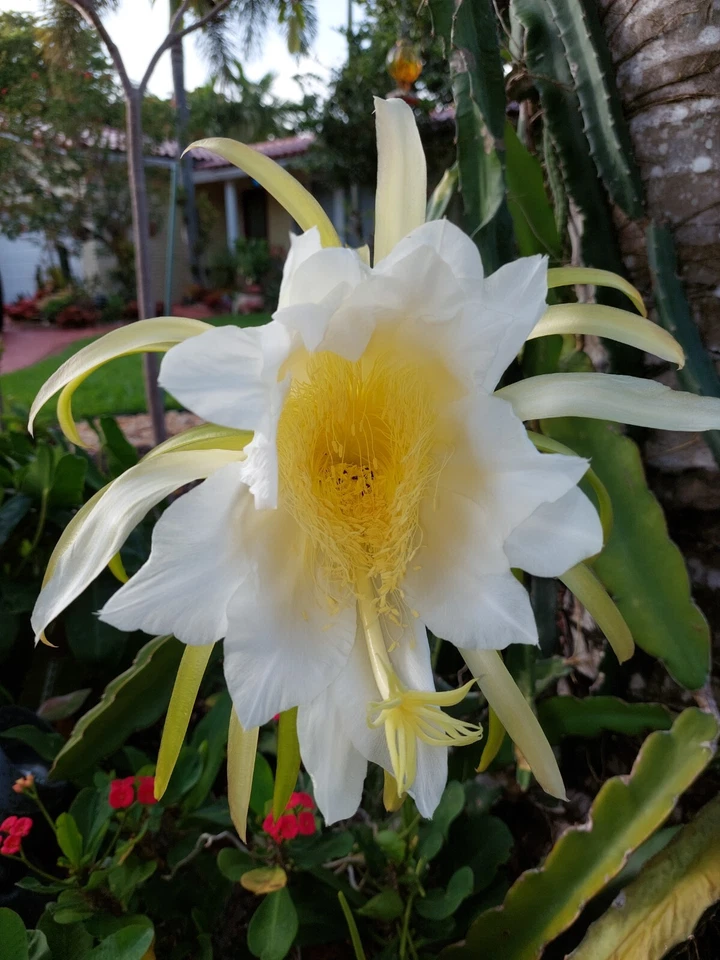 Dragon Fruit Cactus Vine Cutting 8 Inches Hylocereus undatus Live Climbing Cactus for Propagation