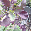 Perennial Purple Tree Kale Cuttings - 2 Live Unrooted Brassica Cuttings for Garden Planting
