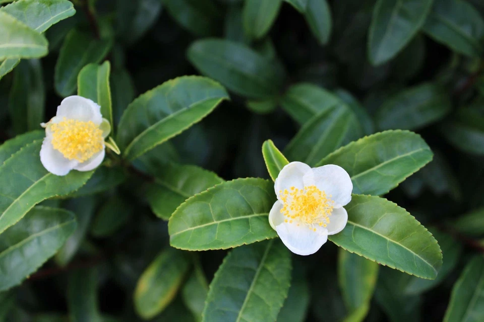 Camellia Sinensis Tea Plant Plug – Live 1–4 Inch Evergreen Shrub for Planting, Tea Leaves, Container or Garden Cultivation