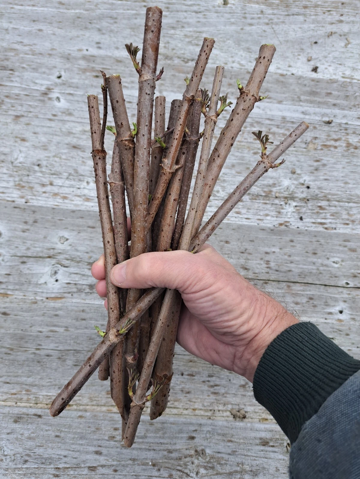 American Elderberry Cuttings - 100 Fresh Unrooted Sambucus Canadensis Cuttings, Spring Shipping Presale