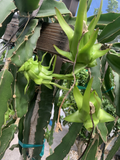 Dragon Fruit Cuttings – 7 Unrooted 8–12 Inch Pitaya Cactus for Propagation, Selenicereus/Hylocereus