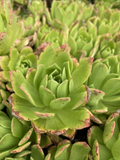 Unrooted Aeonium Succulent Cuttings – Green with Pink Edges, 4-6 Inch Live Plant Starters for Propagation and Container Gardening