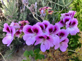 Lavender Purple Regal Geranium Cutting - Pelargonium spp. Live 6 Inch Flowering Plant for Containers & Rooting