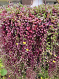 Othonna Capensis Ruby Necklace Succulent Cuttings – Trailing Bead-Like Foliage, 4-6 Inches, Propagation, Indoor & Outdoor Plant Set of 4