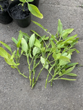 Pepino Melon Cuttings – 10 Live Unrooted Solanum Muricatum Vining Plant for Propagation and Garden Growing