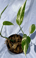 Albo Pothos Live Plant – Variegated Epipremnum Aureum Albo Variegata in 4 Inch Nursery Pot with 2 Rooted Cuttings