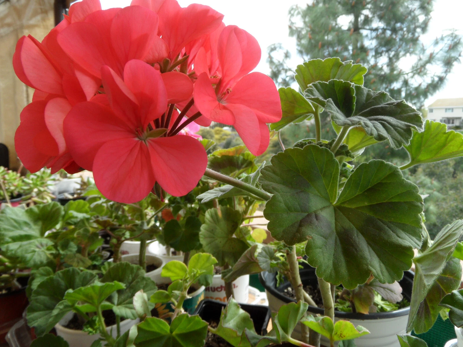 Unrooted Zonal Geranium Cuttings Set of 4 - Pelargonium × hortorum Flowering Plant, 5 Inch Propagation Material