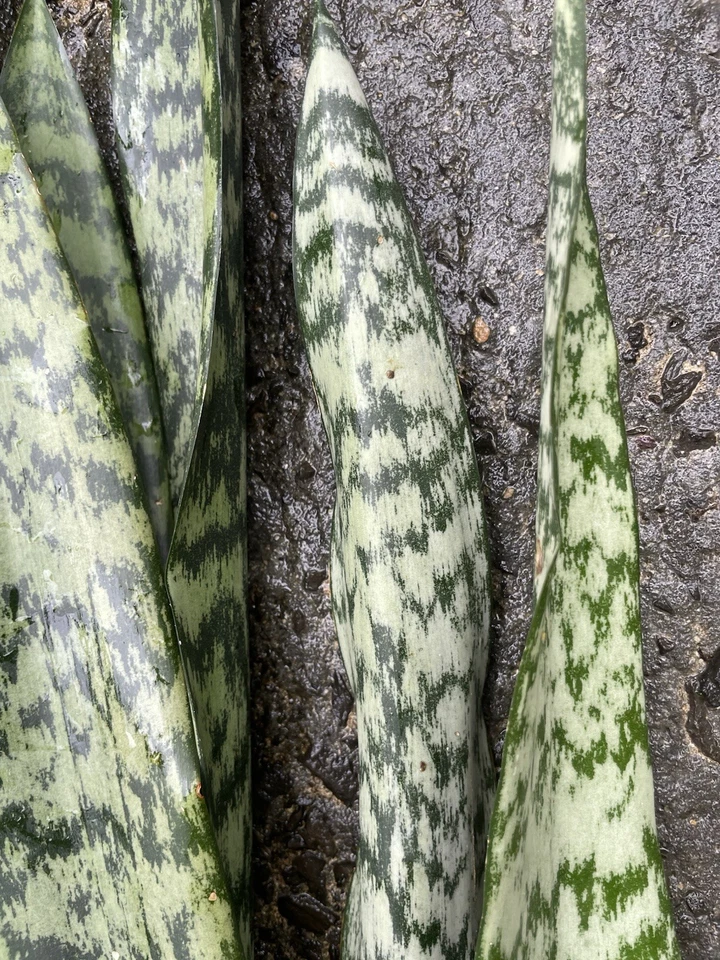 Hawaii Grown Sansevieria Snake Plant Leaf Cuttings for Propagation - Indoor Houseplant Starter Set of 4