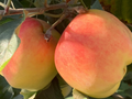 Anna Apple Stick Cuttings - 5 Live Budded Grafting or Planting Propagation Malus domestica
