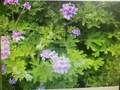 Pelargonium Citronella Rose-Scented Geranium Cuttings - 4 Pink Flower Plant Cuttings for Propagation