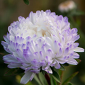 Tower Silver Aster Seeds – 50 Peony-Type Frosted White and Lavender Flowers