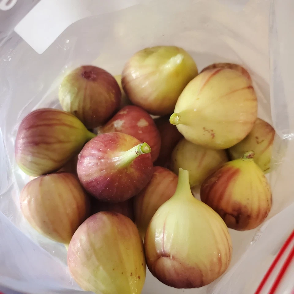 Fig Tree Cuttings 5 Pack Unrooted Ficus carica Propagation Grafting for Home Garden