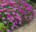 Magenta Ice Plant Cuttings Set of 5 | Delosperma cooperi Ground Cover Succulent | Drought-Tolerant, Magenta Flowers, Unrooted Live Succulent