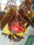 Angel Wing Begonia Cuttings – 3 Cane Propagation Unrooted Torch & Pink Varieties