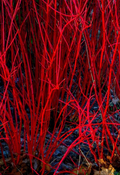 Red Dogwood Unrooted Cuttings – Bright Red Stems for Propagation, Cornus spp. Shrub Cuttings for Garden and Landscape