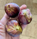 Black Mission Fig Cuttings 15 Unrooted Dormant Scions for Propagation Ficus carica