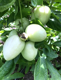 Pepino Melon ‘Vista’ Cuttings – 6 Live Rooted Solanum muricatum Fruit Plant for Container or Garden