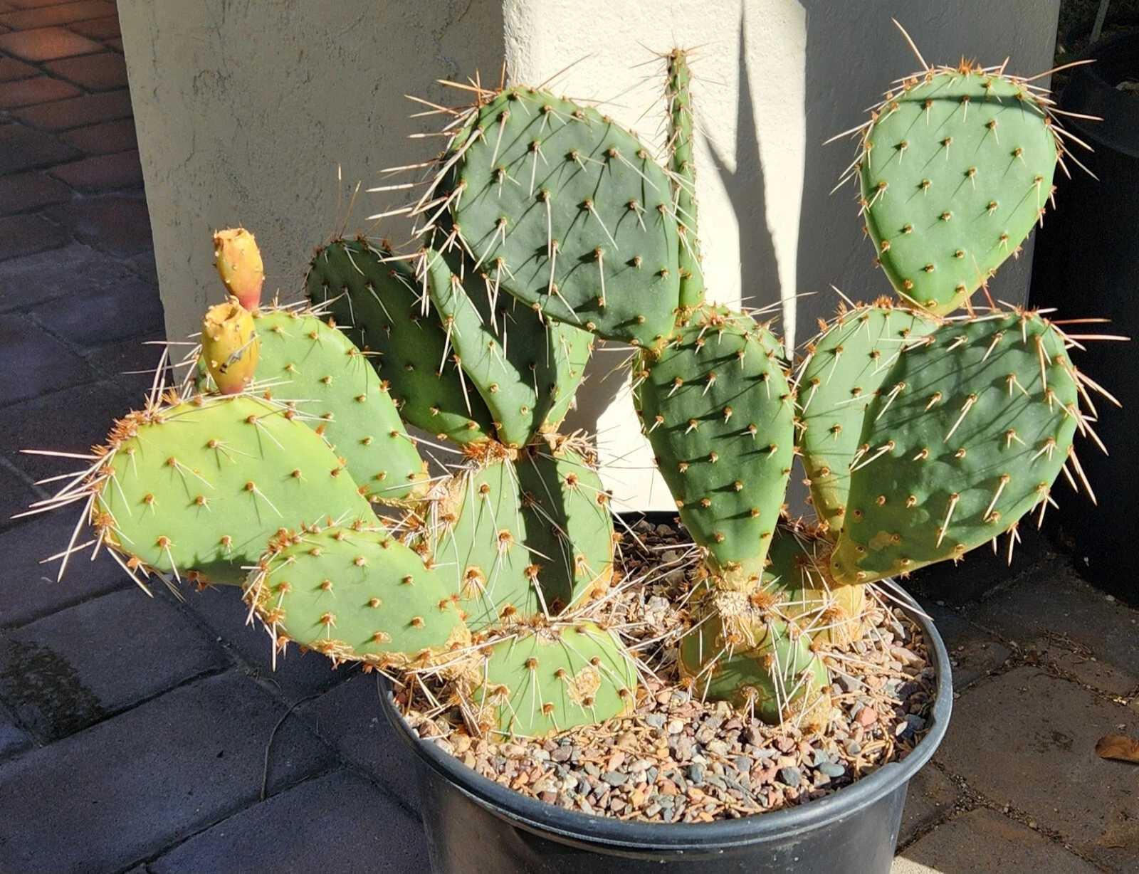 Opuntia Phaeacantha Cactus Pad Cutting Live, Tulip Prickly Pear Propagation, Unrooted Cactus Pad, Yellow Flowers, Perennial Succulent