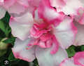Encore Autumn Kiss Azalea Starter Plant – Deciduous Pink Flowering Shrub for Garden & Container Rhododendron
