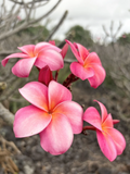 Pink Plumeria Cutting – 10 Inch Triple Head Unrooted Frangipani Starter