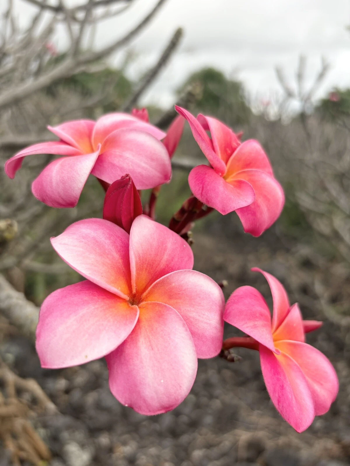 Pink Plumeria Cutting – 10 Inch Triple Head Unrooted Frangipani Starter