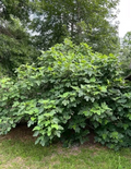 LSU Champagne Fig Cutting, Cold Hardy Ficus carica ‘LSU Champagne’ for Rooting & Home Orchard