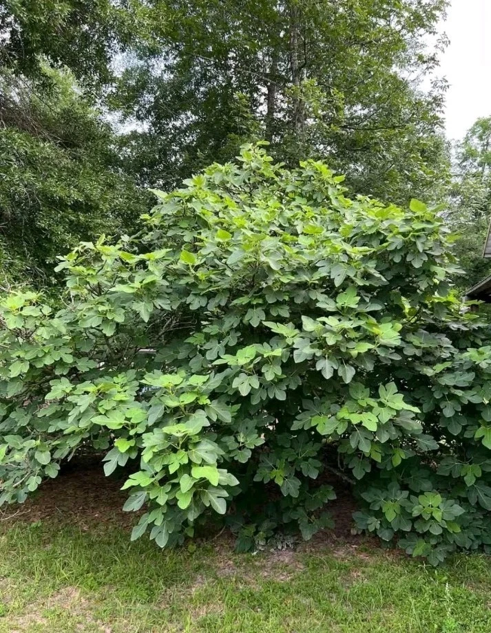 LSU Champagne Fig Cutting, Cold Hardy Ficus carica ‘LSU Champagne’ for Rooting & Home Orchard