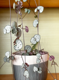 String of Hearts Cuttings – 3 Unrooted Trailing Ceropegia woodii Houseplant Propagation