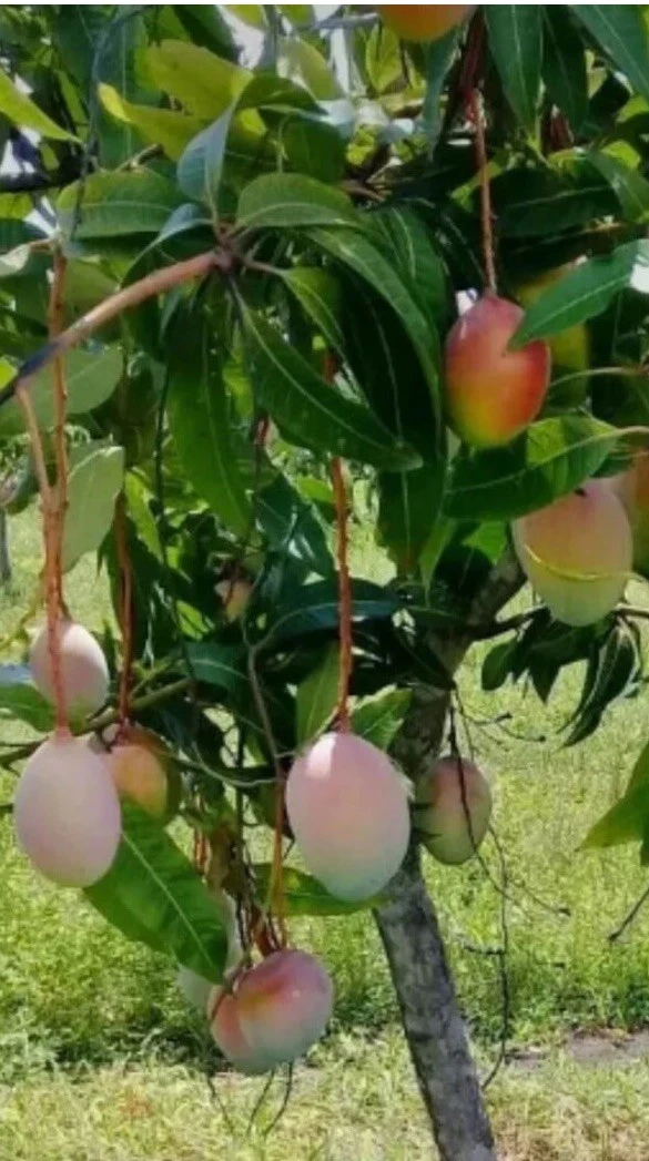 Valencia Mango Scions for Grafting – Set of 5 Mangifera indica ‘Valencia’ Fruit Tree Cuttings