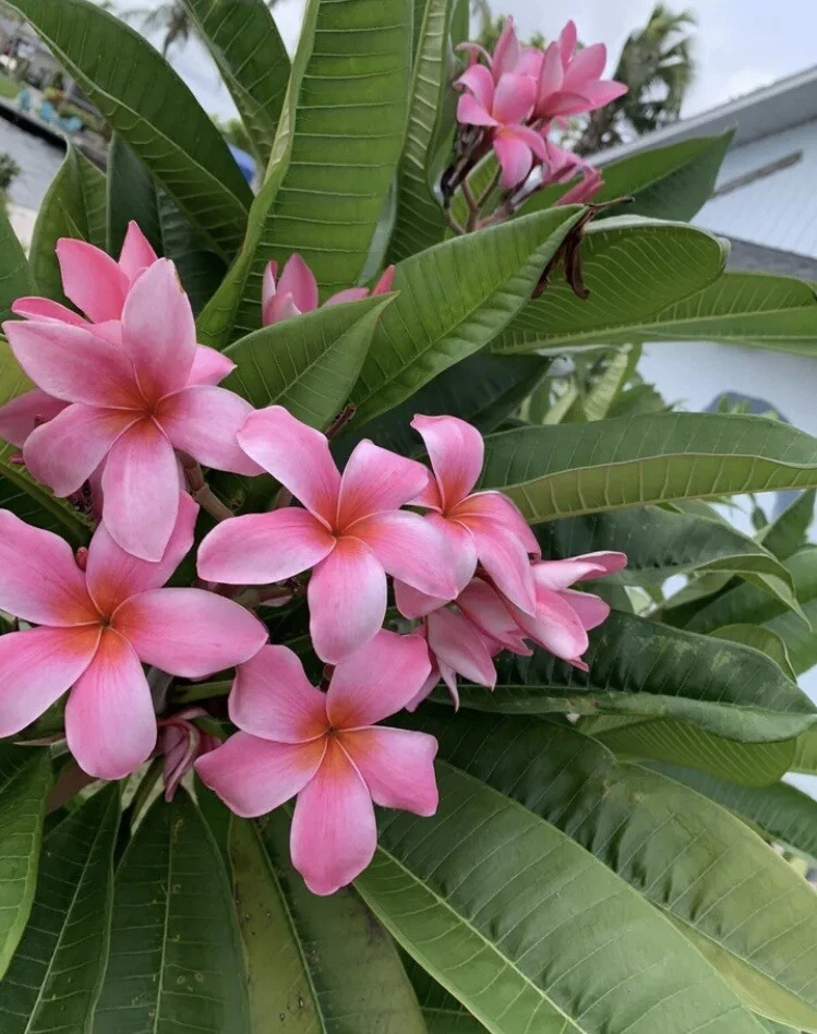 Pink Hawaiian Plumeria Cutting 8-12 Inch Unrooted Frangipani Propagation Plant Rubra