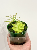 Carnivorous Plant Starter Pack – Pinguicula & Cape Sundew Drosera Capensis Live Plants for Indoor Terrariums