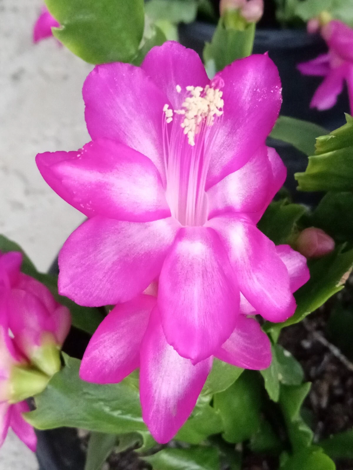 Magenta Thanksgiving Cactus Plants – Schlumbergera truncata, 5 Live Indoor Houseplants for Containers & Gifts