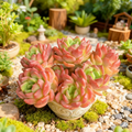Echeveria Fanta Succulent Plant Bare Root Rosette for Container Garden Indoor Outdoor