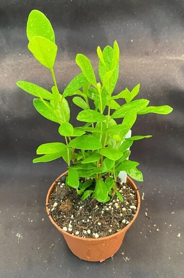 Pineapple Guava Plants Set of 3+ | Live Feijoa Acca sellowiana in 3-Inch Pots | Evergreen Shrubs for Garden or Container