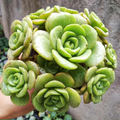Aeonium Lily Pad Succulent Cuttings – 3 Live Unrooted Indoor Propagation Plants, Green Rosette Form, Aeonium Scientific Name