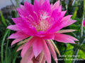 Epiphyllum Castle Starburst Unrooted Cuttings – Orchid Cactus Propagation, 8-10 Inch, Epiphytic Cactus, Trailing, Green Stem