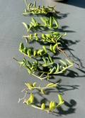 String of Bananas Succulent Cuttings Live - Curio radicans Trailing Plant for Propagation, Indoor, Hanging, Green