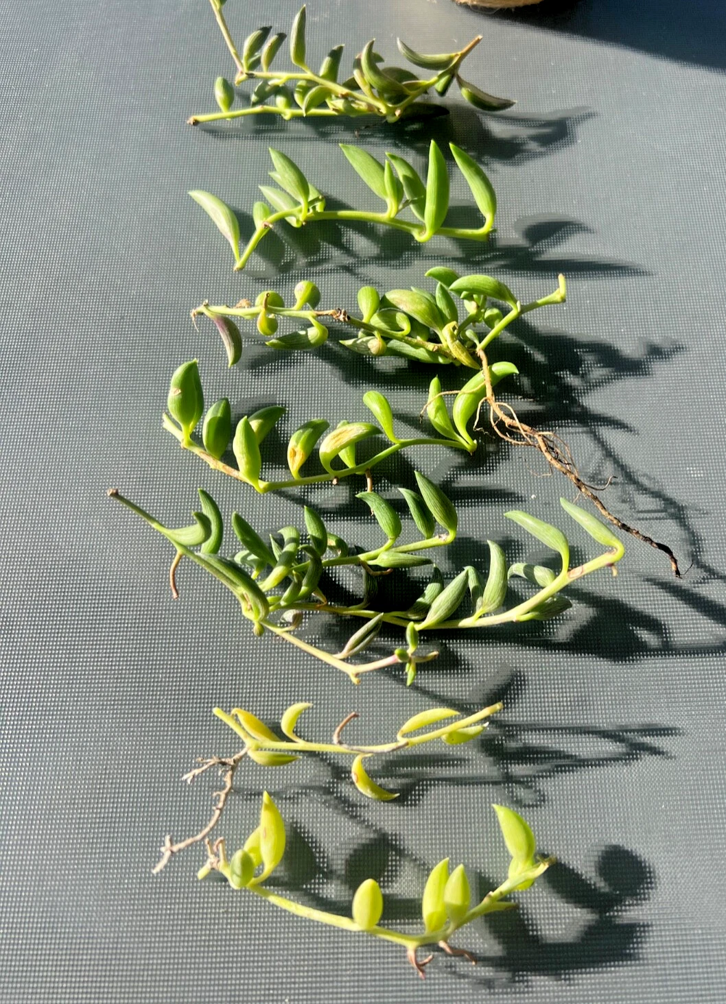 String of Bananas Succulent Cuttings Live - Curio radicans Trailing Plant for Propagation, Indoor, Hanging, Green
