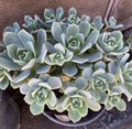 Unrooted Aeonium haworthii Pinwheel Succulent Cuttings – 10 Rosette Propagation Plants