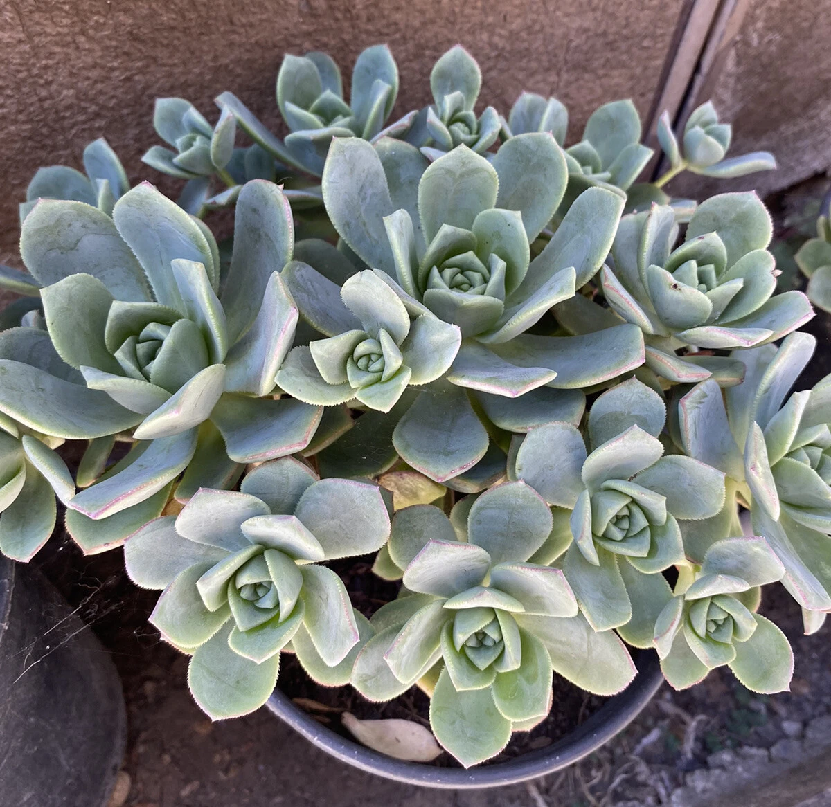 Unrooted Aeonium haworthii Pinwheel Succulent Cuttings – 10 Rosette Propagation Plants