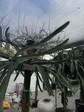Lisa Dragon Fruit Cutting – 24–36 Inch Unrooted Dragon Fruit Cactus Cutting for Propagation