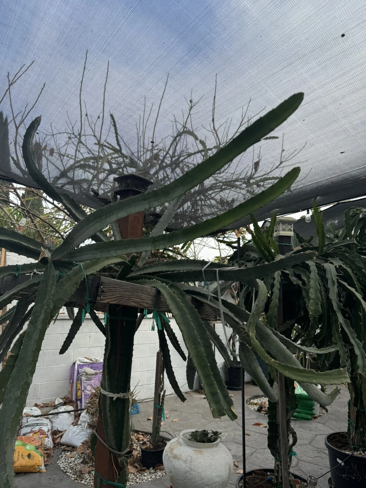 Lisa Dragon Fruit Cutting – 24–36 Inch Unrooted Dragon Fruit Cactus Cutting for Propagation