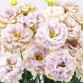 Pastel Blue Lisianthus Plug Plant 3–5 Inch Eustoma grandiflorum Flower Starter for Garden & Containers