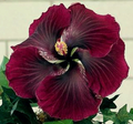 Hibiscus Black Dragon Cuttings – Unrooted Tropical Ornamental Shrub Propagation – Hibiscus rosa-sinensis