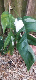 Epipremnum Pinnatum Variegated Cutting – Marble Green and Cream Foliage Indoor Houseplant Propagation