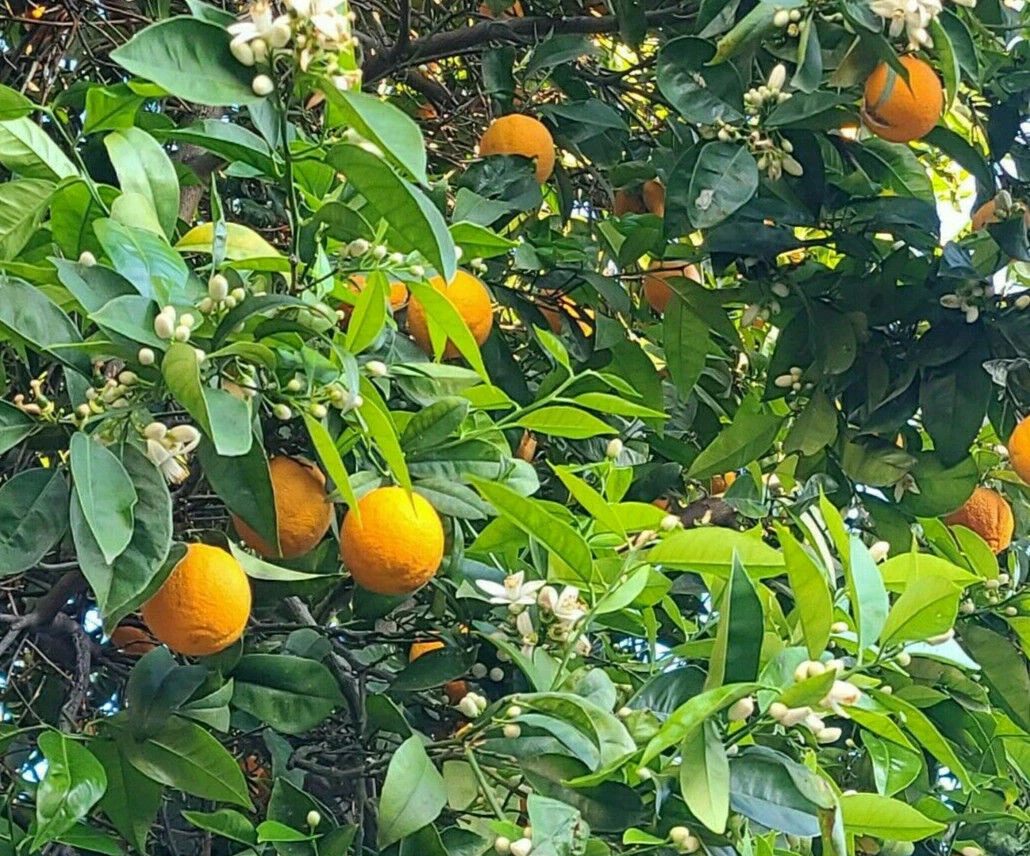 California Navel Orange Cuttings – 5 Unrooted Citrus sinensis ‘Washington Navel’ Branch Cuttings for Propagation