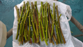 Hardy Chicago Fig Tree Cuttings Bulk Lot - 20 Live Branch Cuttings for Planting